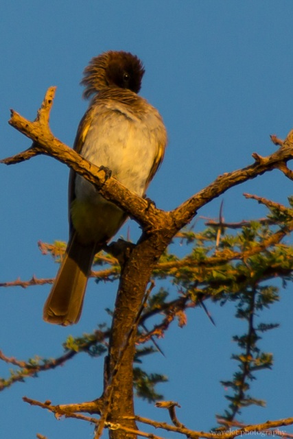 Common Bulbul, Tindiga Tented Camp, Near Lake Eyasi