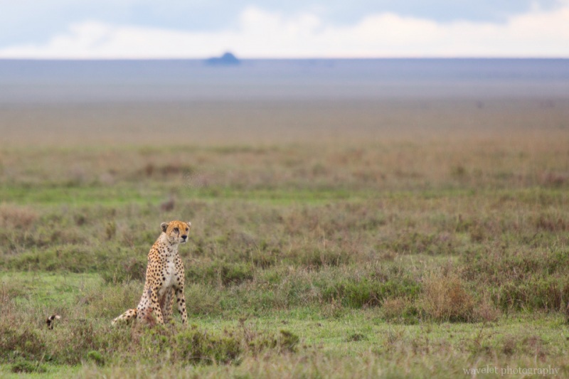 Cheetah, Serengeti National Park