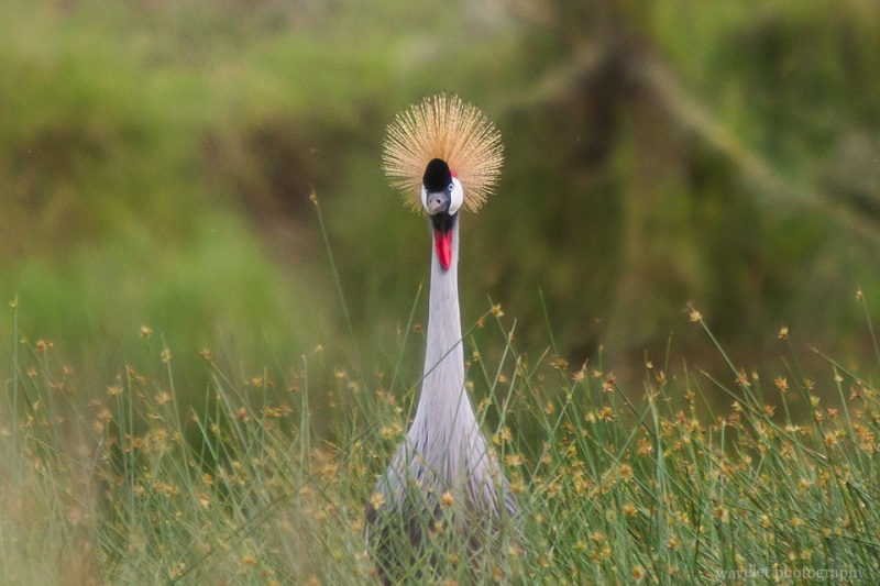 Grey-crowned Crane, Serengeti National Park
