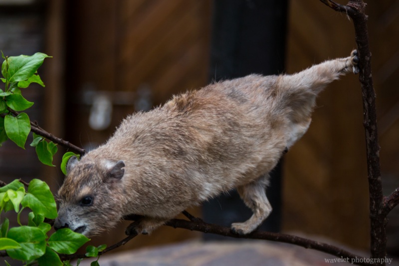 A Hyrax eating leaves, Serengeti National Park