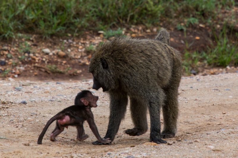 Baboons, Serengeti National Park