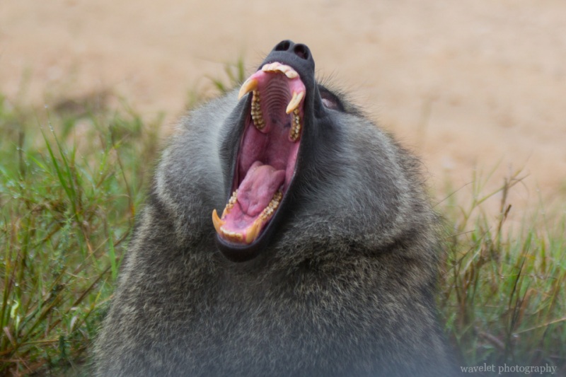 Powerful jaw and sharp teeth, baboon, Serengeti National Park