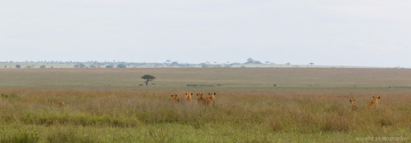 Lions, Serengeti National Park