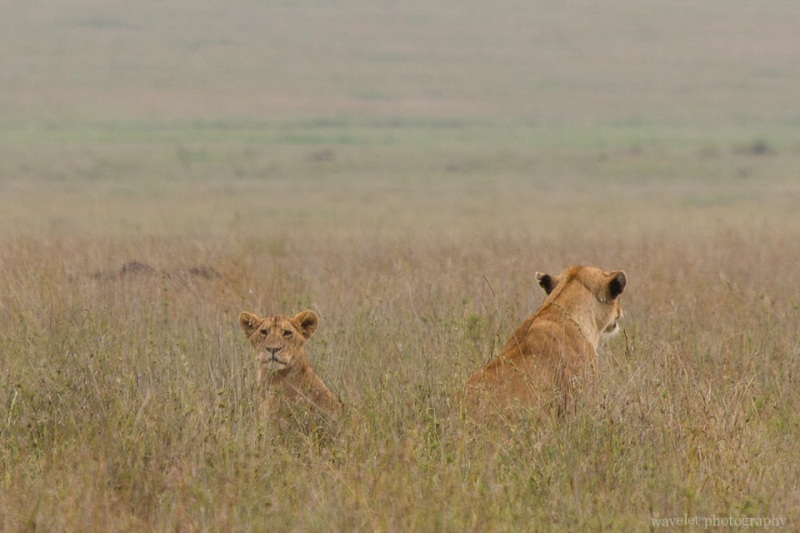 Lions, Serengeti National Park
