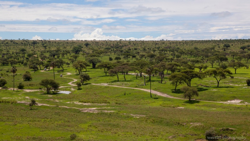 Tarangire National Park Landscape