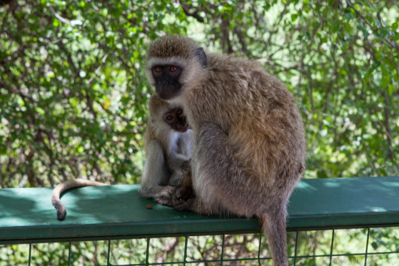 Black-faced Vervet Monkey, Tarangire National Park
