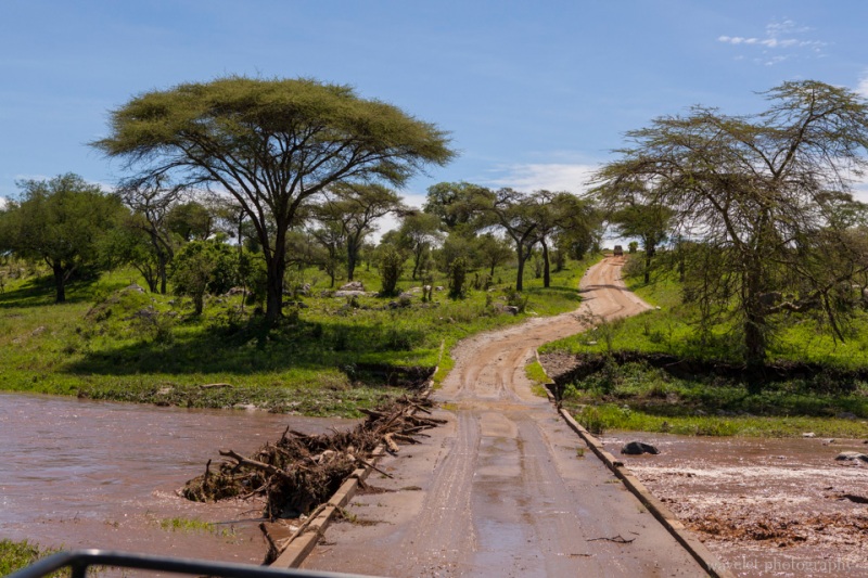 Flooded Tarangire River because of the early rain, Tarangire National Park