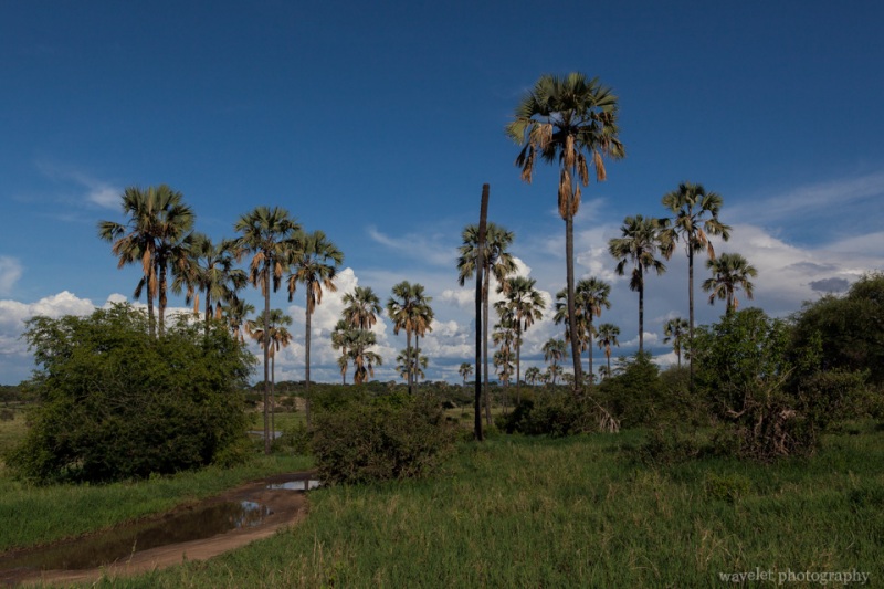 Tarangire National Park