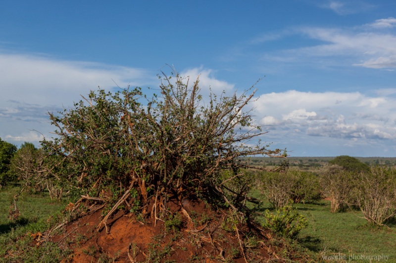 Termite mounds, Tarangire National Park