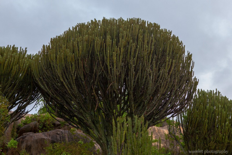 Candelabra trees around Seronera Information Center, Serengeti National Park