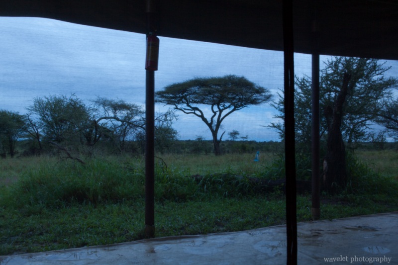 Ang\'ata Camps, Serengeti National Park