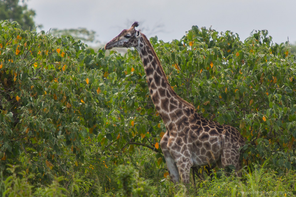 Giraffes at the entrance of Arusha National Park, Tanzania
