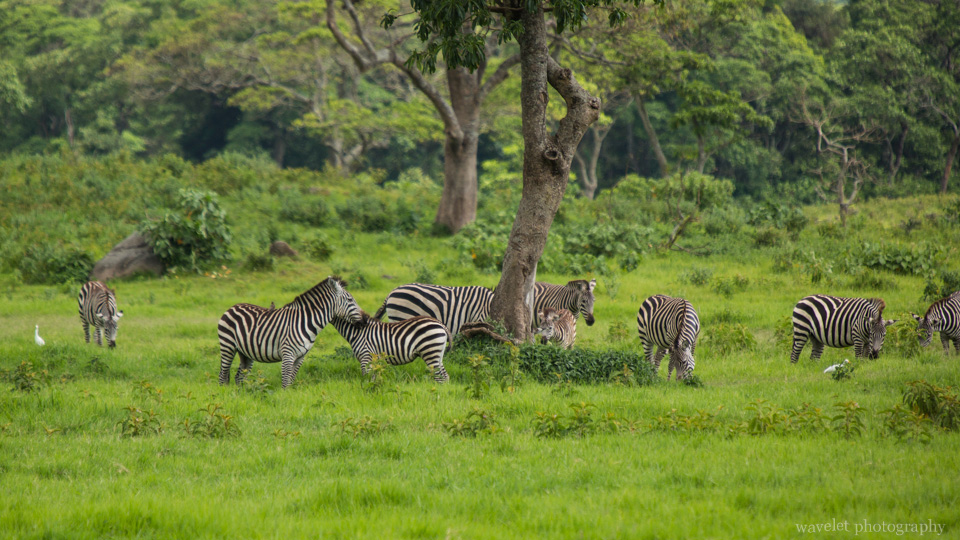Zebras, Arusha National Park, Tanzania