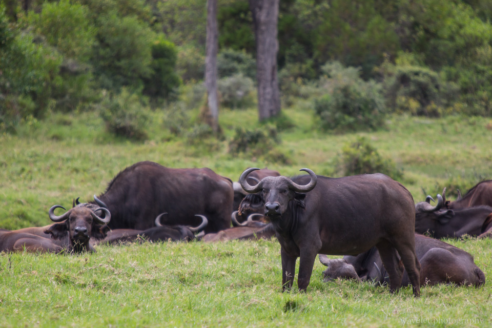 Buffaloes at Buffalo Glade, Arusha National Park, Tanzania