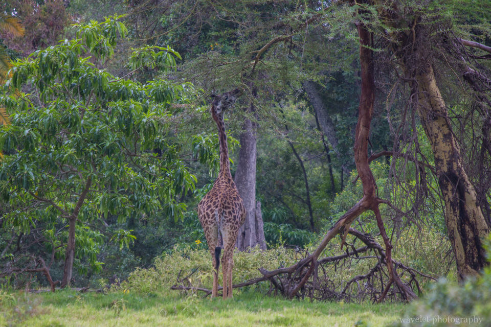 A Giraffe at Buffalo Glade, Arusha National Park, Tanzania