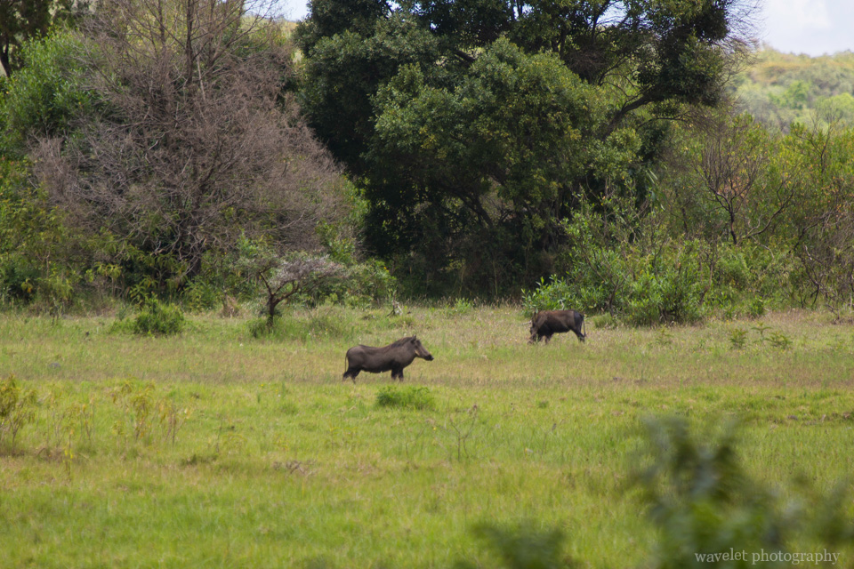 Bushpigs at Buffalo Glade, Arusha National Park, Tanzania