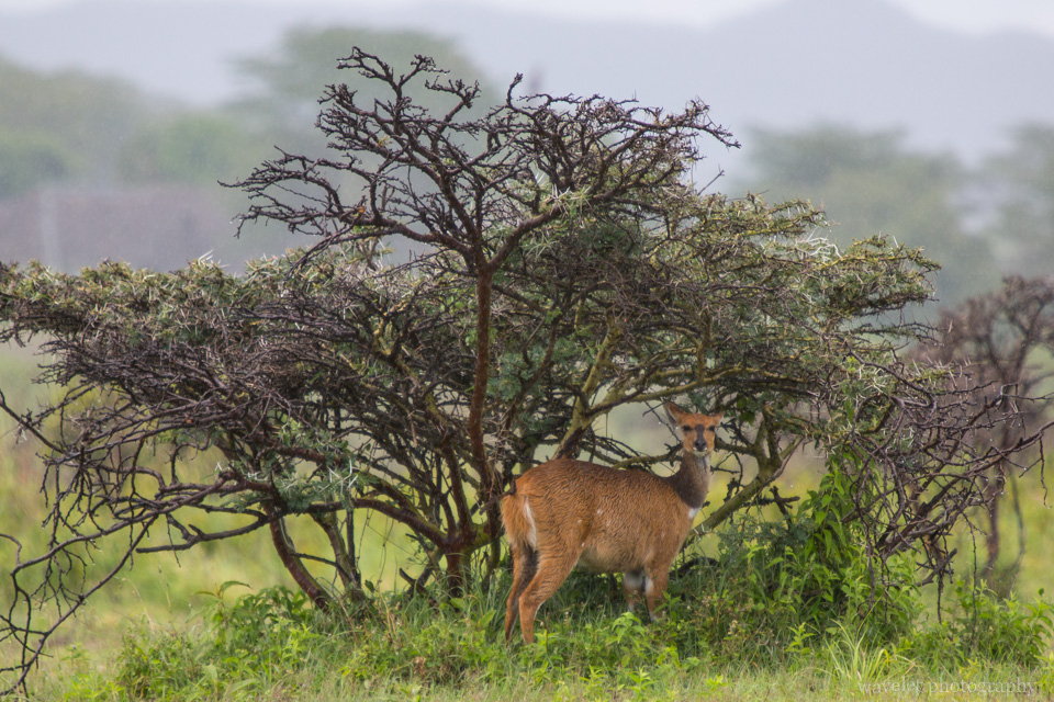 A Bushbuck found shield under the Whistling Thorn tree, Arusha National Park, Tanzania