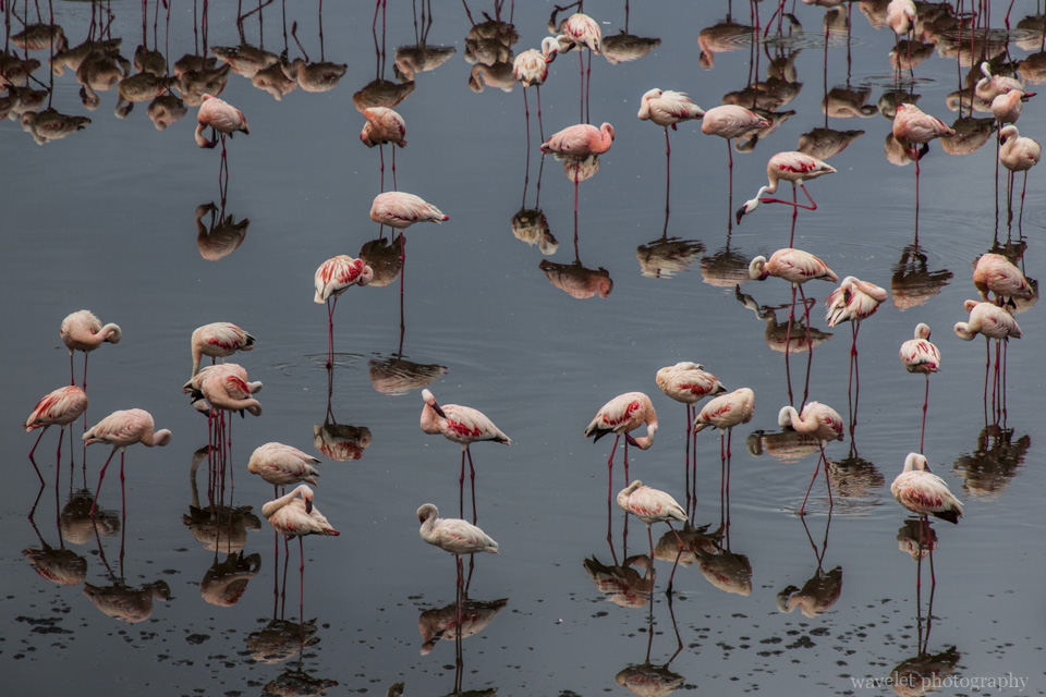 Lesser Flamingo, Arusha National Park, Tanzania