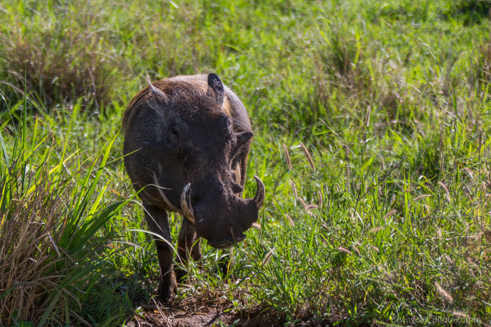 Warthog, Tarangire National Park