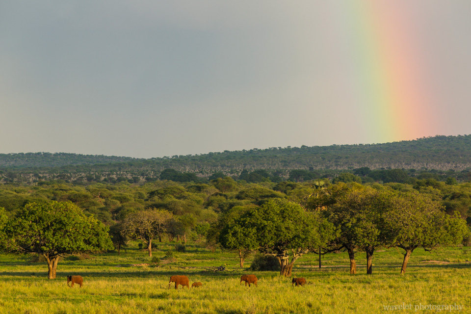 Elephants under the rainbow, Tarangire National Park