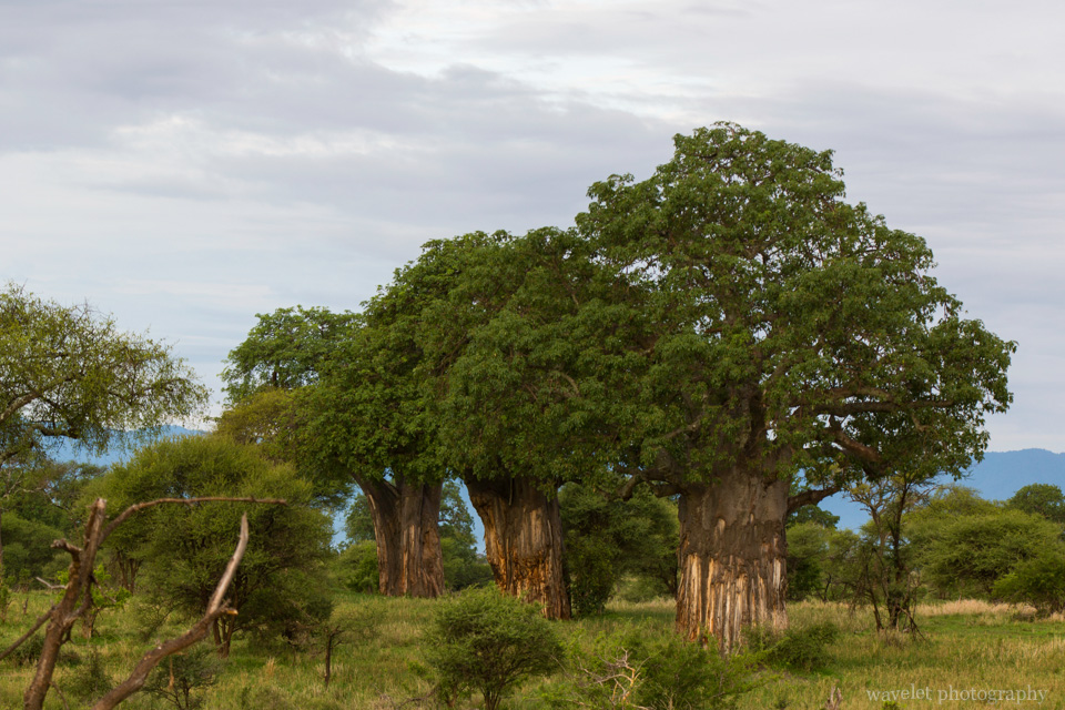 Baobab Trees in Tarangire National Park