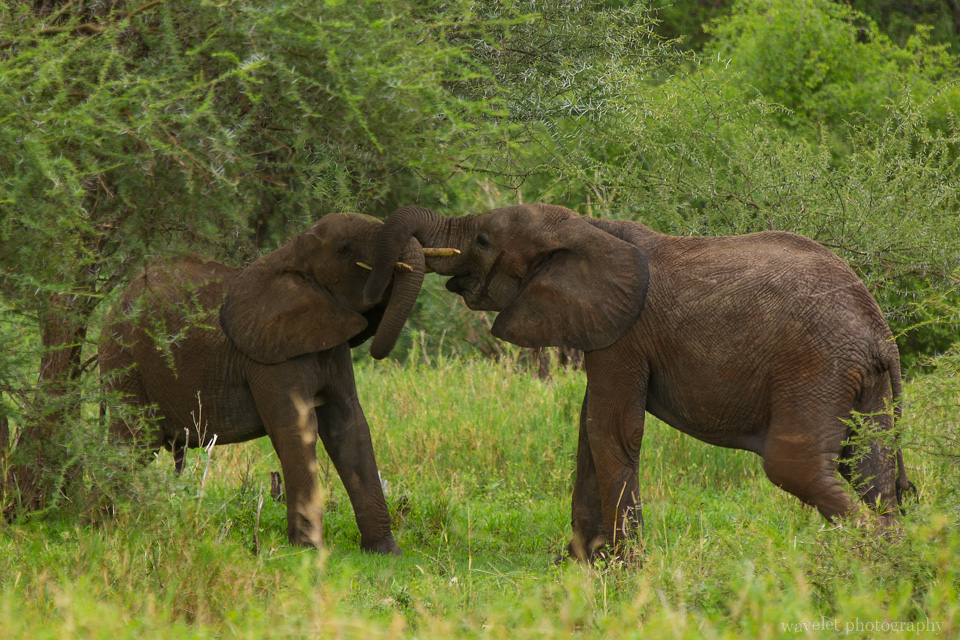 Elephants fight or play, Tarangire National Park