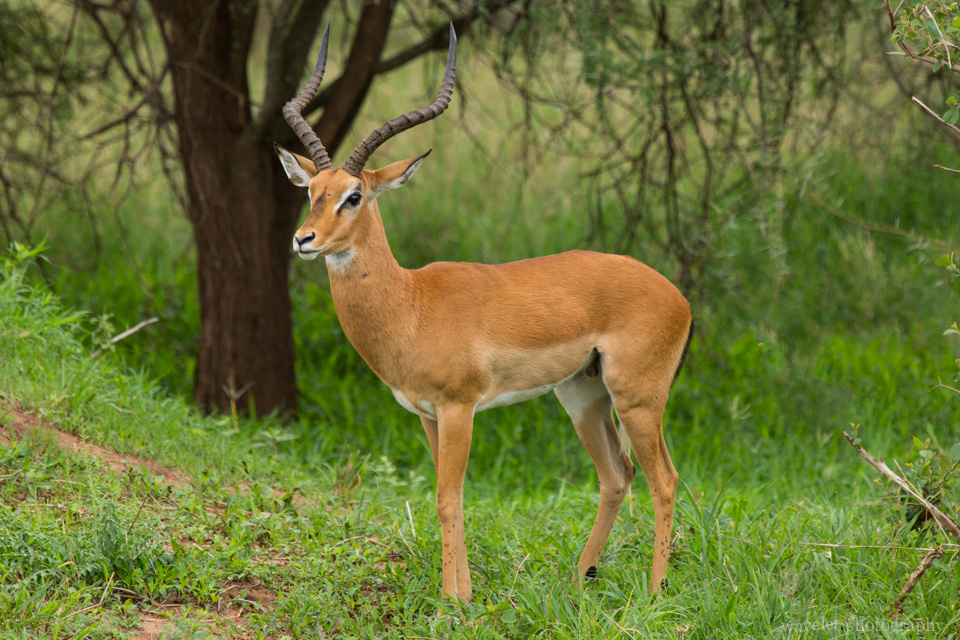 A male impala, Tarangire National Park