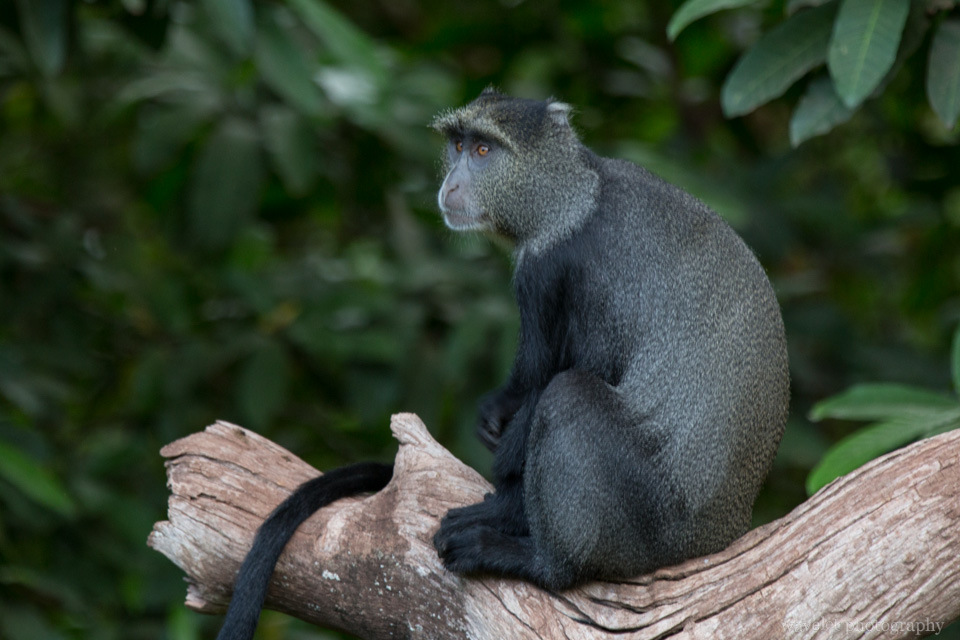 Blue Monkey, Lake Manyara National Park