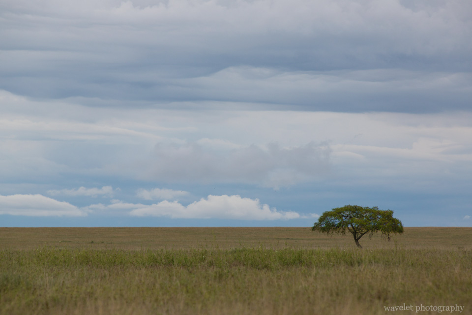 Typical southern Serengeti landscape, Serengeti National Park