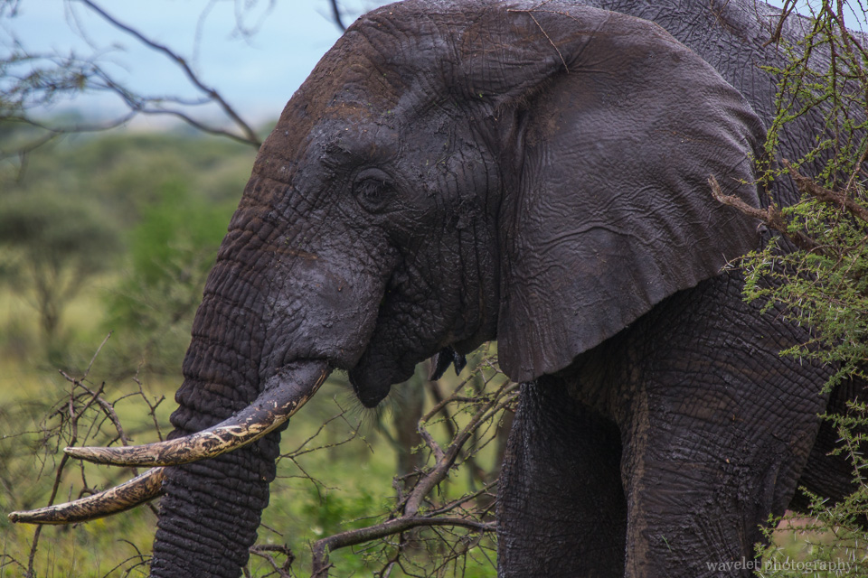 An old elephant, Serengeti National Park
