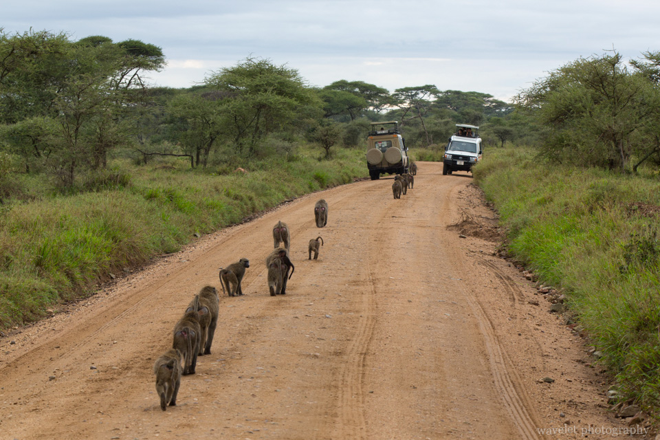 Baboon troop, Serengeti National Park