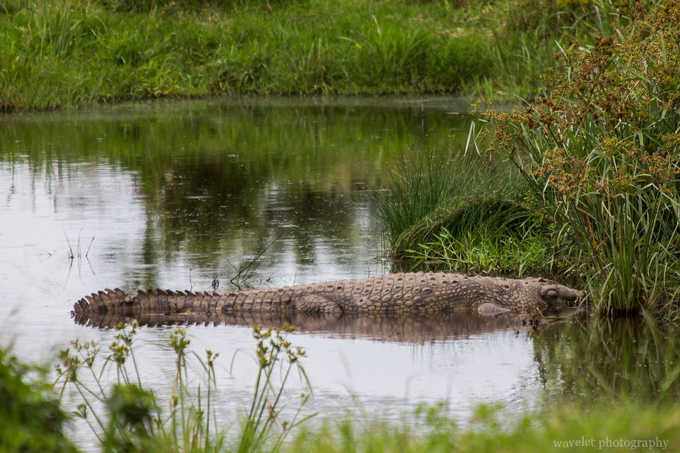 Crocodile, Serengeti National Park