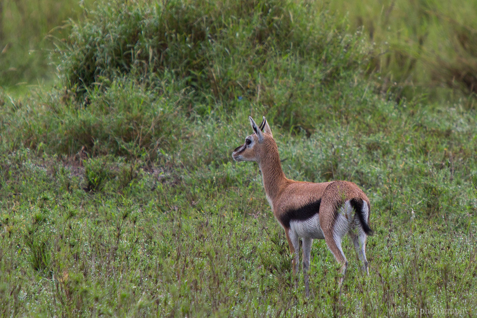 Thomson\'s Gazelle, Serengeti National Park