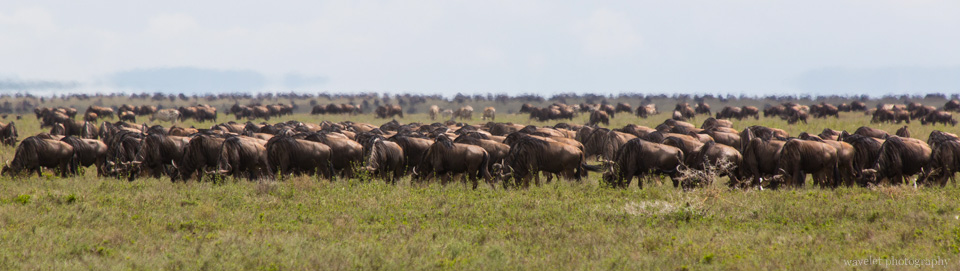 Wildebeests in migration, Serengeti National Park