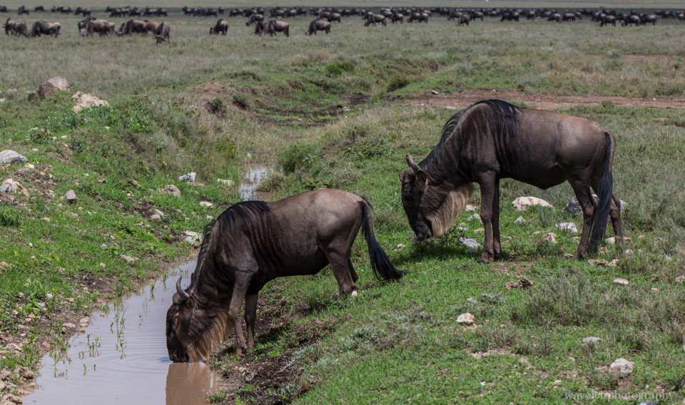 Wildebeests in migration, Serengeti National Park