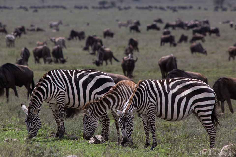 Mountain Zebras in migration, Serengeti National Park