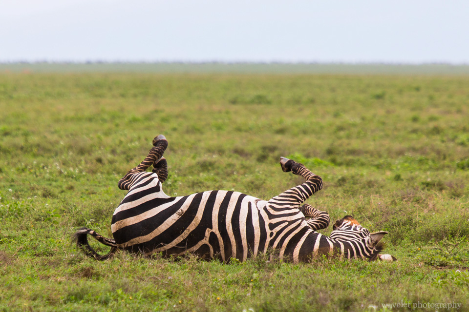 Mountain Zebra, Serengeti National Park