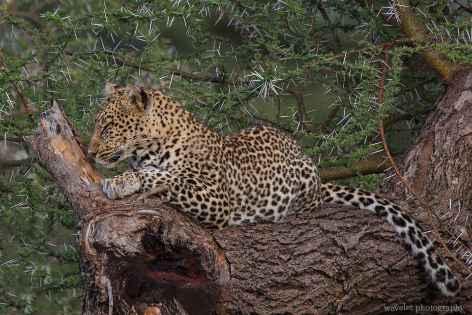 Leopard, Kake Ndutu