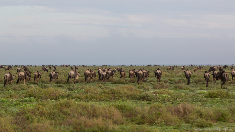 Migration, Near Lake Ndutu