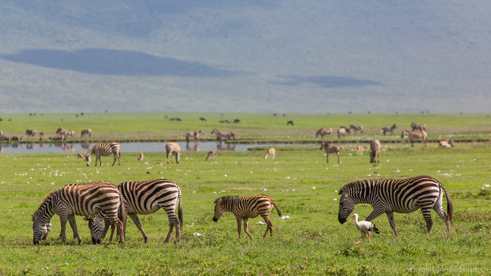 Zebras, Ngorongoro Crater