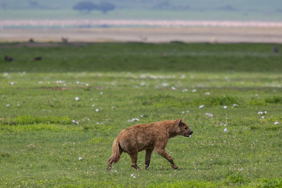 Hyenas, Ngorongoro Crater
