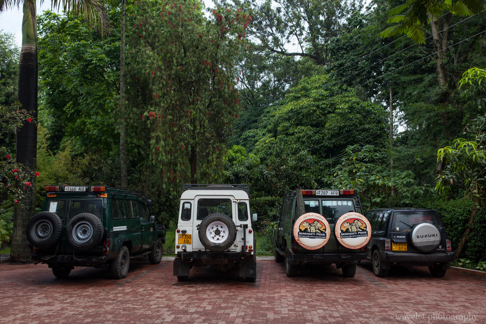 Jeeps for safari tour, Ilboru Safari Lodge, Arusha, Tanzania