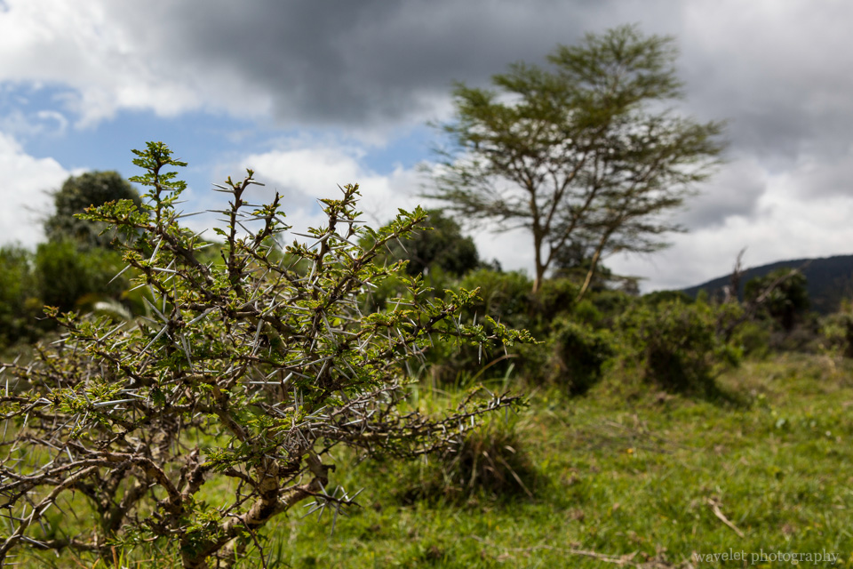 The Whistling Thorn tree, Arusha National Park, Tanzania