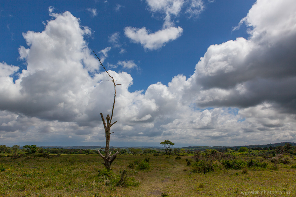 Buffalo Glade, Arusha National Park, Tanzania