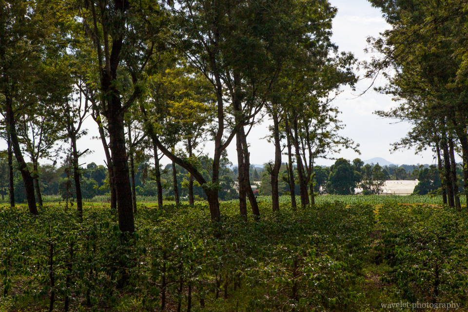 Coffee plantation near Arusha, Tanzania