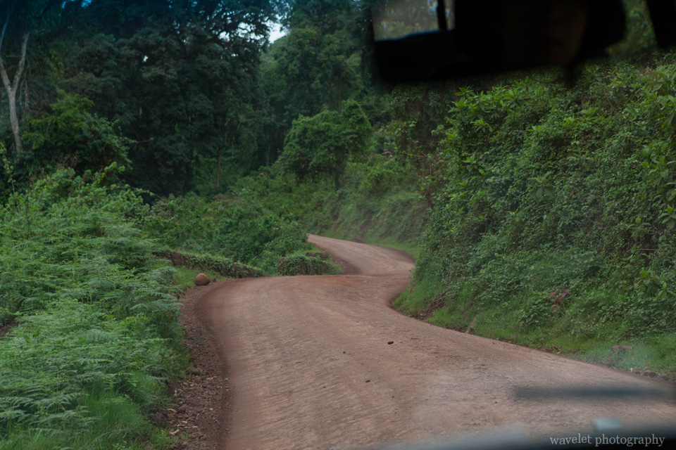 Dense vegetation in south slope of Ngorongoro crater.