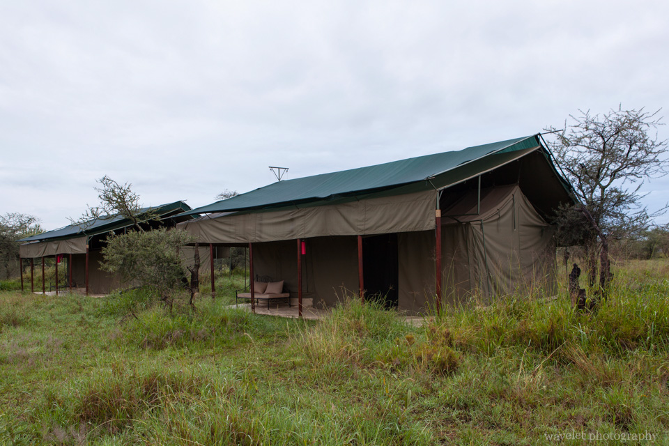 Ang\'ata Camps, Serengeti National Park