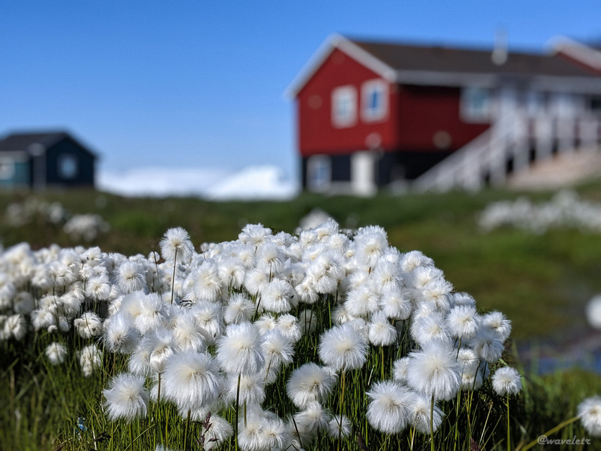 Wildflowers, Ilulissat, Greenland
