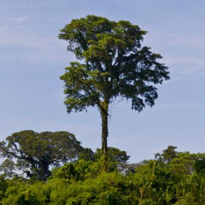 Read more about the article Peru – Tambopata National Reserve