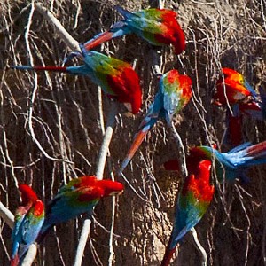 Read more about the article Peru – Macaw Clay Lick and Piranha